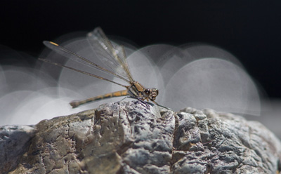 Diphlebia nymphoides